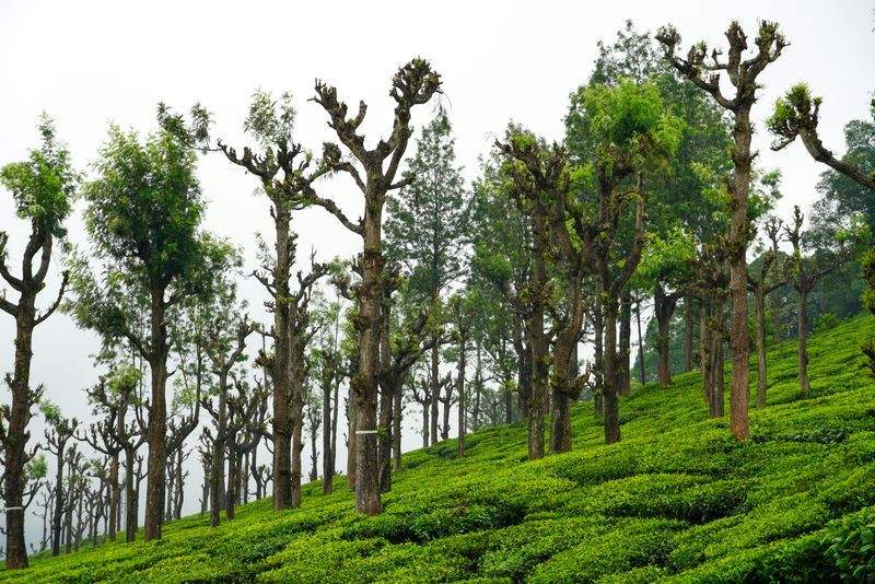 緑葉園 - Image 13