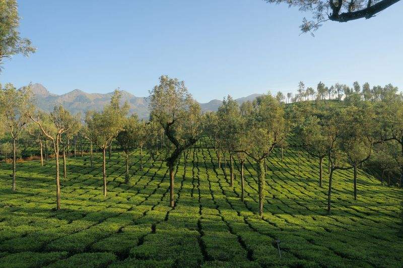 オリジナルブレンド作成